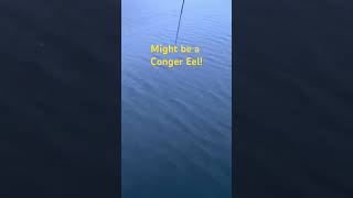 Might be a conger eel fishing fish angling angler seafishing seafish conger cod skate [upl. by Olson268]