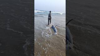 70 కేజీలు కొన్నం చేప కుల్లిపోయింది😭fishing seafood fishdelivery livefishes pudimadakabeach [upl. by Cinemod]