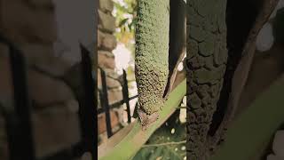 Monstera deliciosa in my garden rishikesh gardening monstera deliciosa nature gardentour [upl. by Avad]