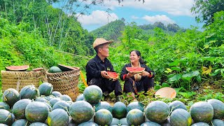 Dwarf family harvests watermelons goes to market sell  takes care of the goats and chickens [upl. by Akirdnuhs]