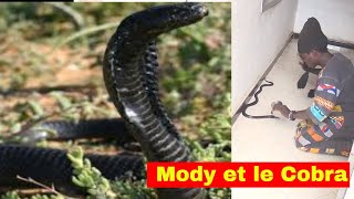 Mody le dompteur de Serpent traque un cobra en direct [upl. by Pratte]