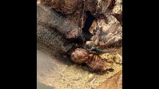 141124 Zeitraffer Nothäutung Chromatopelma cyaneopubescens juveniles Weibchen quotNAYAquot [upl. by Sidman]