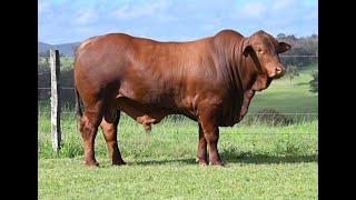 Vale View Felix 2  Lot 268 February All Breeds Bull amp Female Sale [upl. by Meara]