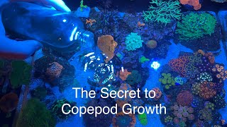 How to grow amp culture copepods in reef tank The secret benefits copepods have to devouring diatoms [upl. by Jessy]