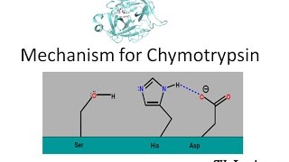 Mechanism of Chymotrypsin [upl. by Egin]