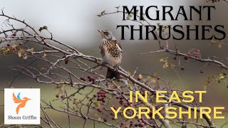 Hedon Haven  migrant thrushes Oct 24 [upl. by Heyde]