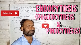 Endocytosis phagocytosis amp pinocytosis by Manoj yadavelementarysciencevideoviralcytology [upl. by Toh159]