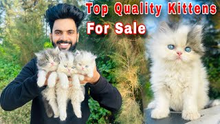 Persian Cats For sale  persian cat baby  persian cat price in india  persian cat  cats for sale [upl. by Adnolahs357]