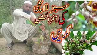 سبز الائچی کا پودا لگائیںPlant a green cardamom plant [upl. by Malony]