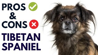 Tibetan Spaniel Dog Breed Pros and Cons  Tibetan Spaniel Advantages and Disadvantages [upl. by Ojytteb]