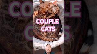 THIS COUPLE LOVE CATS cat love cute couple cats shorts short [upl. by Ayahsey]