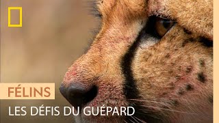 Les défis du guépard  attraper une proie et la garder [upl. by Lamond872]