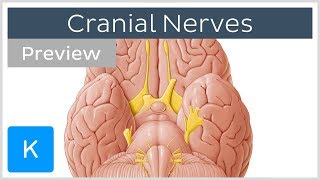 Cranial nerves list and functions preview  Human Anatomy  Kenhub [upl. by Maude322]