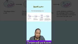 Transduction Gene transfer انتقال الجينات bacterialgenetics microbiology [upl. by Retrop410]