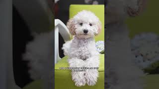 Bichon Frise The Ultimate Breed Guide In 60 Seconds [upl. by Ardnuaet980]