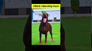 Doberman Price in india and Monthly Expenses 🐕 shorts doberman dog [upl. by Assetal]