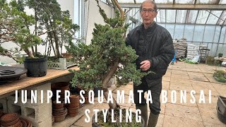 Juniper Squamata Bonsai Styling [upl. by Kathleen]