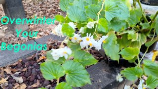 How to Overwinter Cane Begonias [upl. by Baler]