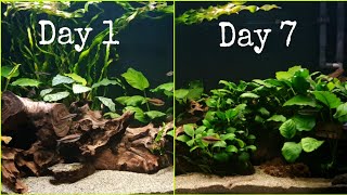 Anubias Aquarium through the week [upl. by Carmencita270]