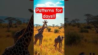 GIRAFFE PATTERNS NATURES CUSTOM PRINT animals wildlife giraffe [upl. by Salohcin]