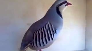 Excellent Sound of the Chukar Partridge Alectoris chukar [upl. by Nanni894]