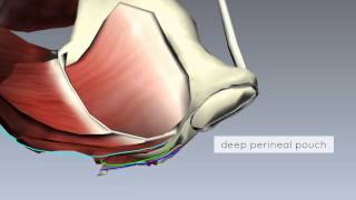 Pelvic Floor Part 2  Perineal Membrane and Deep Perineal Pouch  3D Anatomy Tutorial [upl. by Deland]