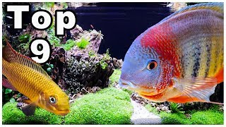 Top 9 Best Cichlids for Community Tanks [upl. by Nomael]