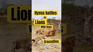 Hyena Battles Lions Wild Dogs and Crocodiles animals wildlife growth [upl. by Leann]