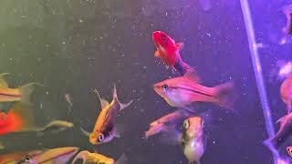 Overstocked Tank full of Highest quality Swordtails [upl. by Sloatman]