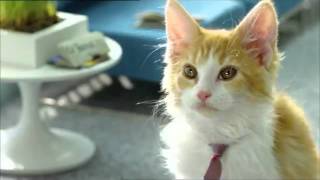 Bouygues Telecom  Les chatons Telecoms [upl. by Obe242]