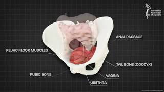 Female pelvic floor muscle  3D animation [upl. by Adelpho]