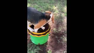 Beagle Dog Excitedly Digs Soil From Pot  1506096 [upl. by Ordnael]