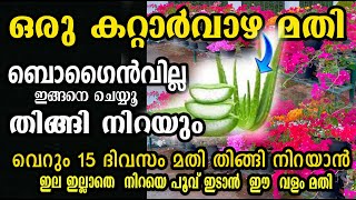 ഒരു മുറി കറ്റാർവാഴ മതി ബോഗൈൻവില്ല തിങ്ങി നിറയാൻ pruning kadalas rose flowering boost malayalam [upl. by Sully]