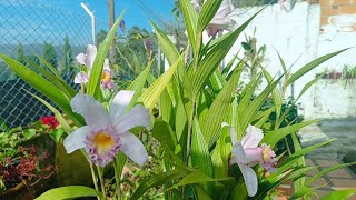 Orquídea BAMBÚ O Flor de un Día 🤗🌺🌱 [upl. by Russ]