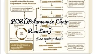 PCRPolymerase Chain ReactionCBSEClass 12BiotechnologyEasyBioshots [upl. by Goldman]