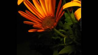 Osteospermum Orange flower1 timelapse [upl. by Calder]