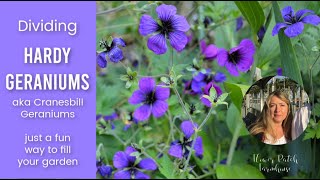 Dividing Hardy Geraniums Cranesbill Geraniums [upl. by Haldes268]