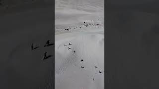 Lancelin sand dunes [upl. by Lacee304]