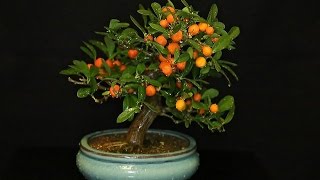 Citrus japonica Hindsii Kumquat [upl. by Assiluy754]