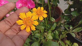 How to grow and care Coreopsis flower plant Hamesha Phool dene wala paudha [upl. by Alor]