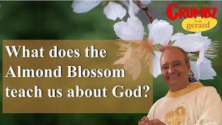 What does the Almond Blossom teach us about God  3 Minute Reflections [upl. by Aroon]