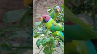 honny funny 🦜🦜 comedy punjabi sammk mitto tota [upl. by Oeniri]