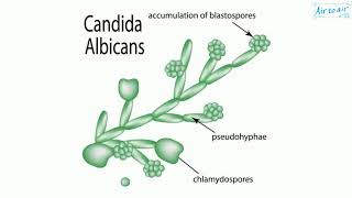 Candida albicans [upl. by Aracahs936]