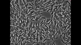 Motions of Swarming E coli Bacteria [upl. by Ayik]