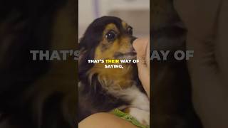 Why Dogs Wag Their Tales Discover The Secrets Language Behind It [upl. by Allistir]