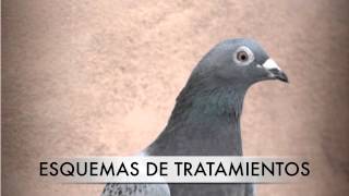 Cap 7  Como mantener a tus palomas libres de parásitos Vermes  MisPalomoscom [upl. by Nosmirc225]