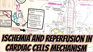 Ischemia And Reperfusion Mechanism In Cardiomyocytes umerfarooqbiology7083 [upl. by Kristof]