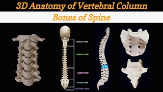 Vertebral Column Anatomy and Bones  Cervical Thoracic Lumber Sacral Coccygeal Spine   Lec 6 [upl. by Elcarim]