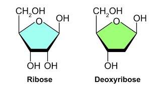 Ribose and Deoxyribose  Structure  How to draw the ring structure of ribose and Deoxyribose [upl. by Felicia]