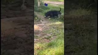 Shorts pitbull contra serpente Pitbull vs Snake dangerous [upl. by Copeland]